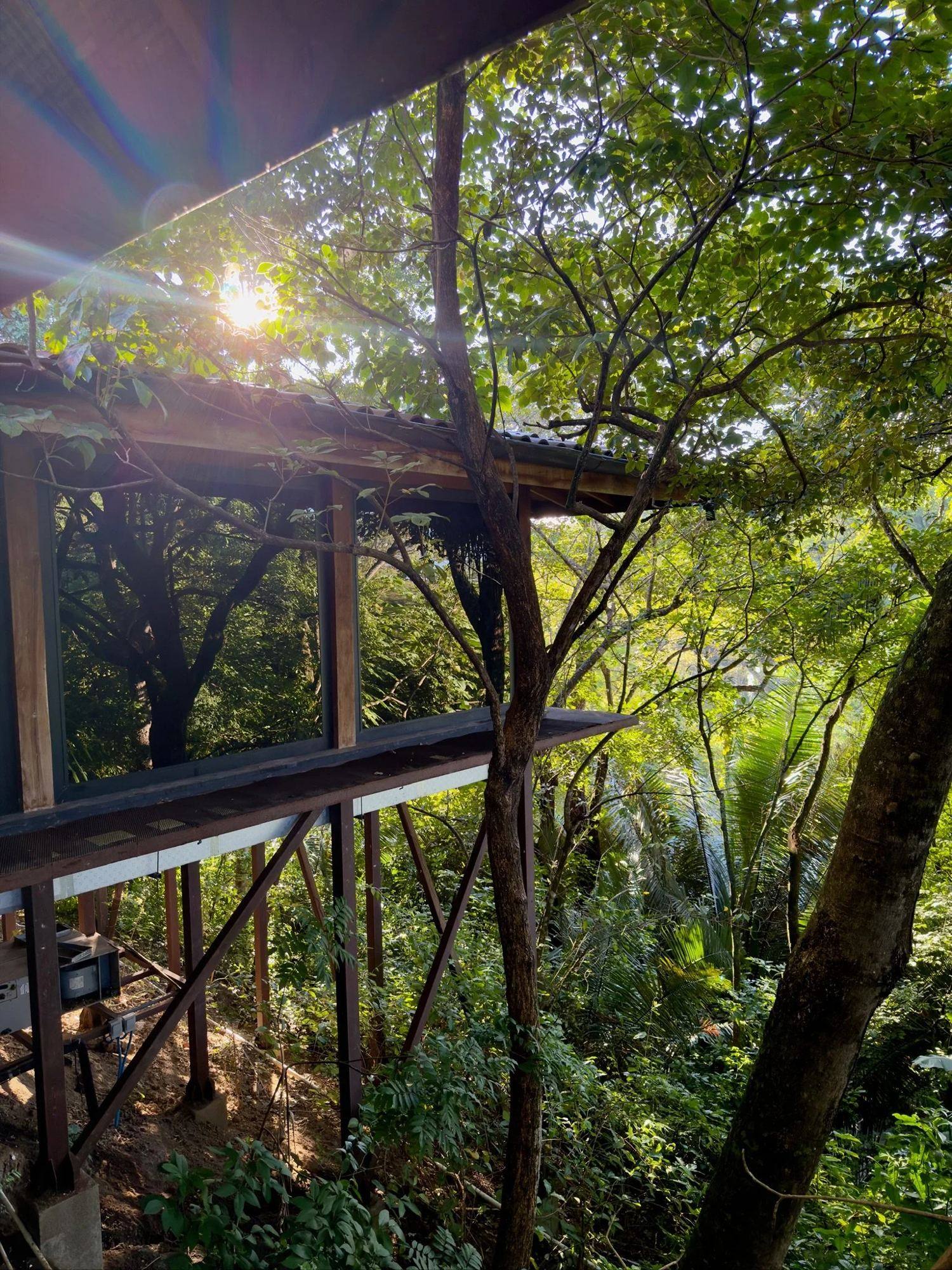 Sunlight through the jungle canopy beside a treehouse